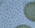 /album/microscopia/microscopia-4-jpg1/